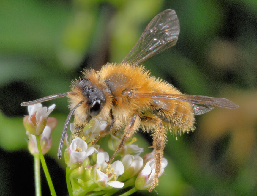 Che insetto ? - Andrena sp.